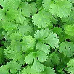 Manufacturers Exporters and Wholesale Suppliers of Fresh Coriander Amritsar Punjab
